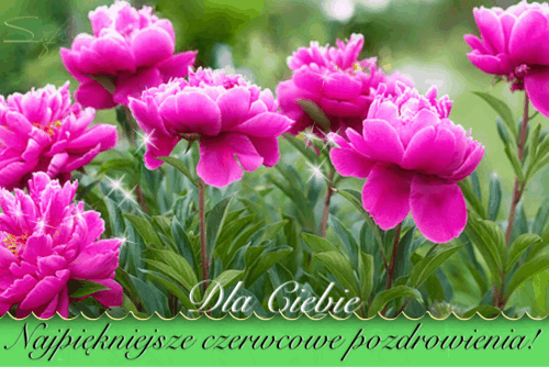 Czerwcowe pozdrowienia dla Ciebie